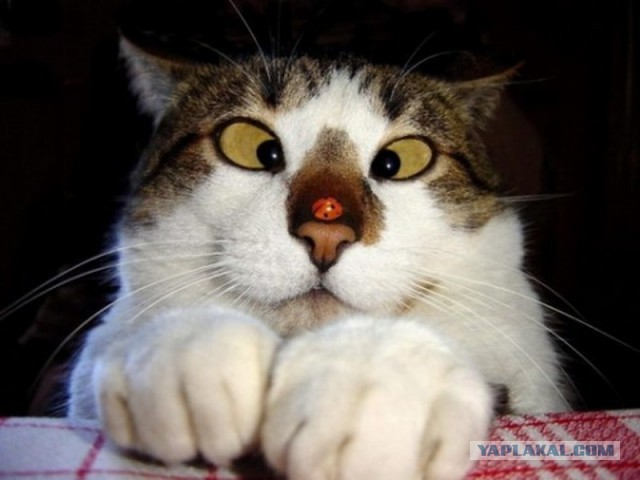 Коты из сети