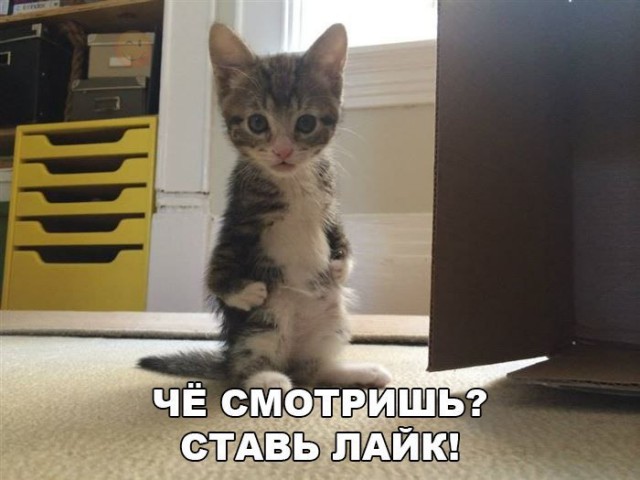 Коты из сети