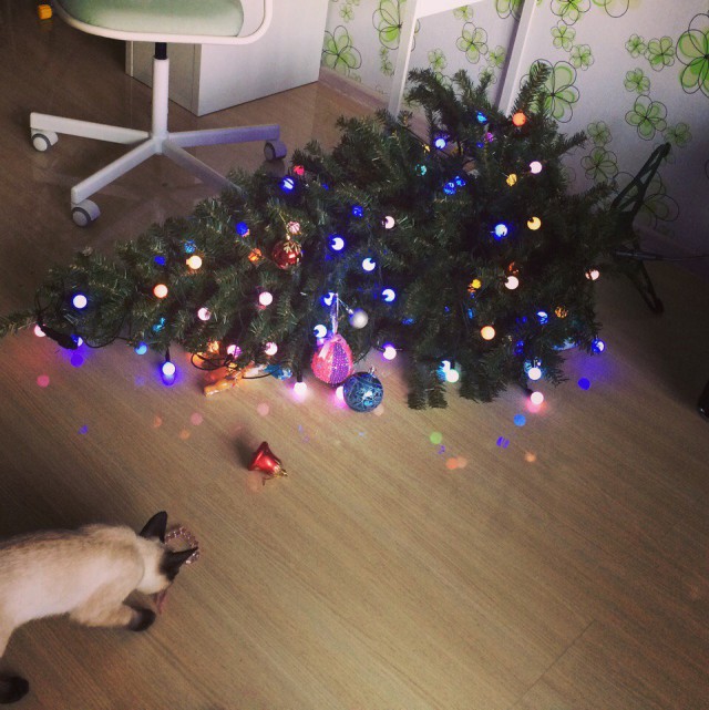 Коты из сети