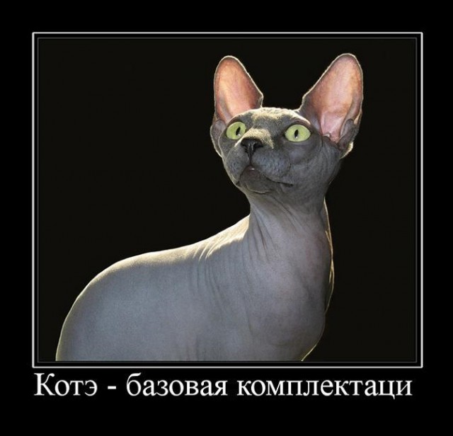 WTF: что тут происходит?