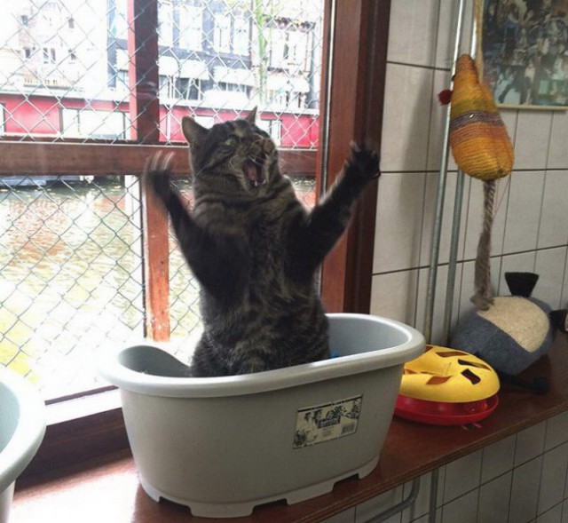 Коты и Кошки