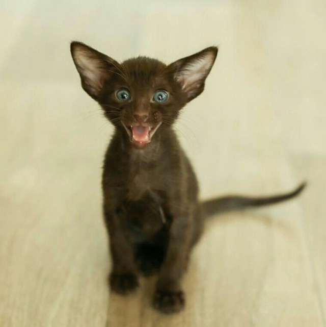 Коты и Кошки
