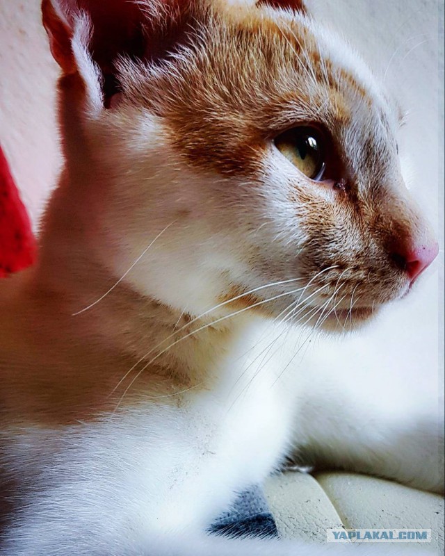 Котовторник  25.07.2017