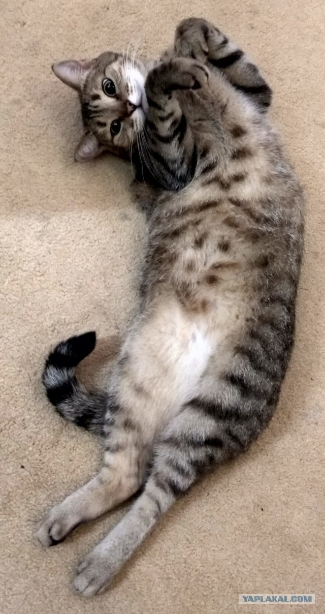 Котовторник 1.08.17