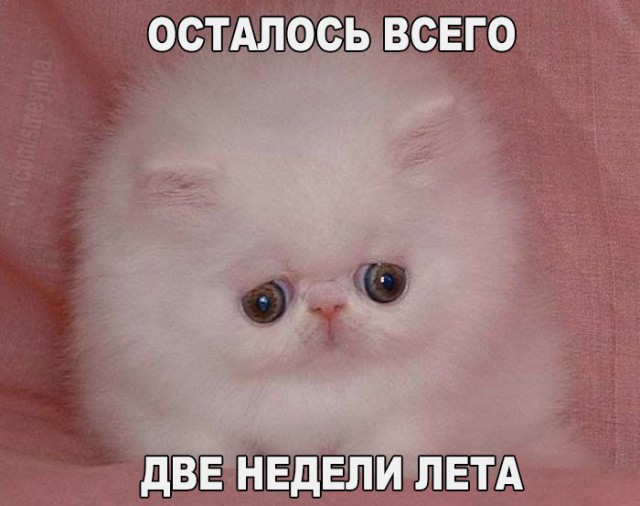 Коты и Кошки
