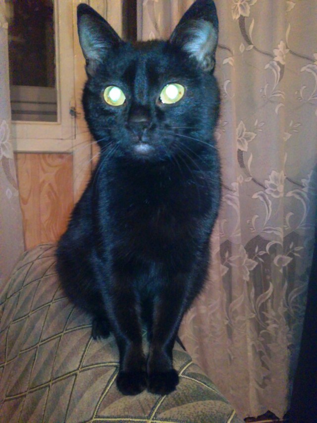 Коты и Кошки