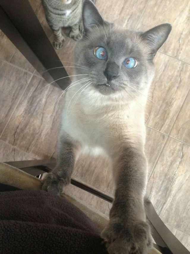 Коты и Кошки