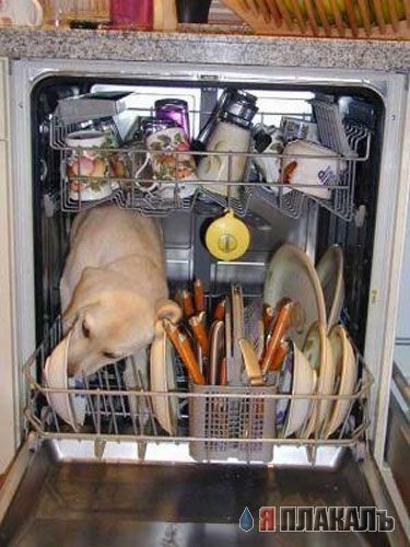 Тайна посудомоечной машины.