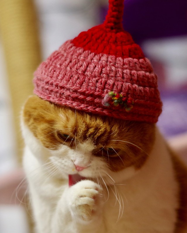 Котовторник!