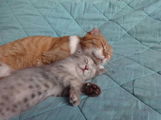 Прикольных котов пост