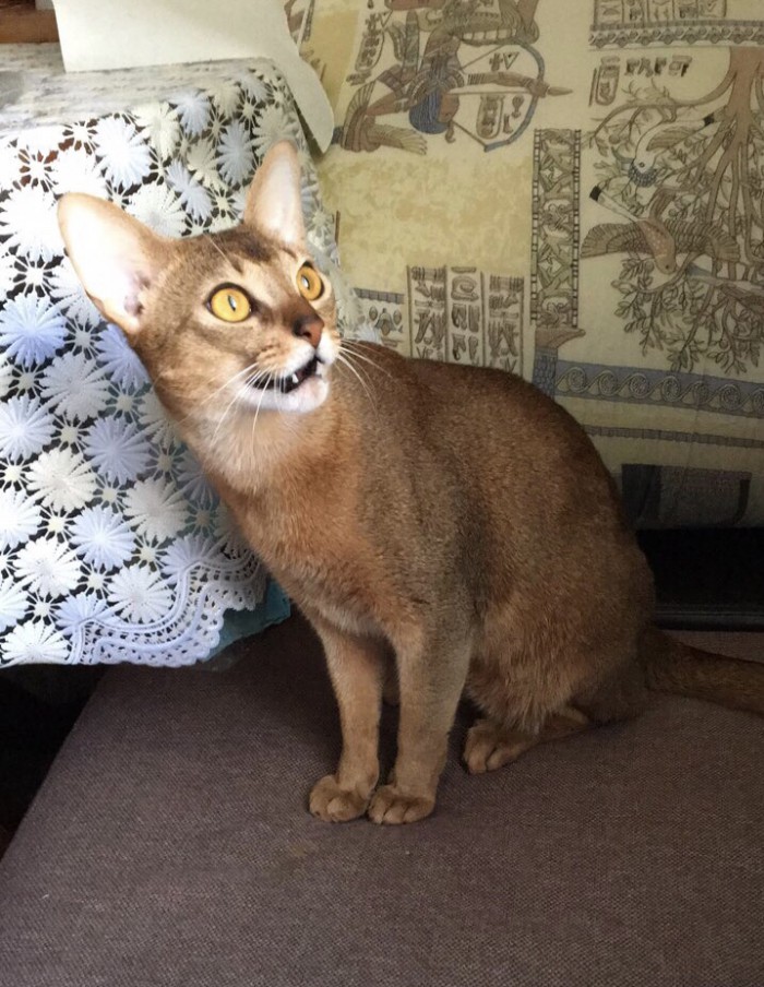 Котовторник  06.03.2018