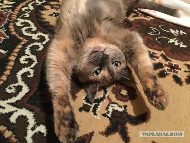 Котовторник ждали? А вот и он!
