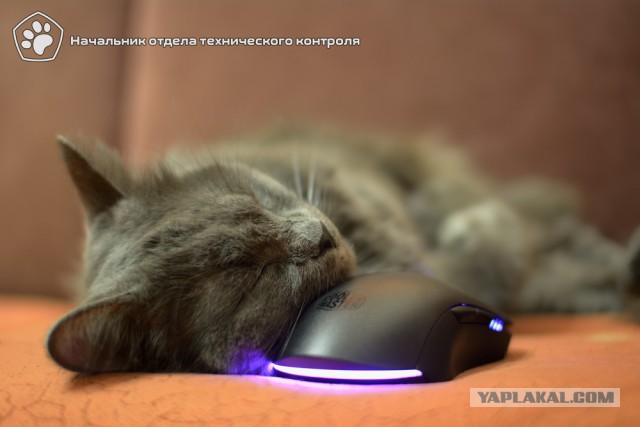 Котовторник 05.06.2018