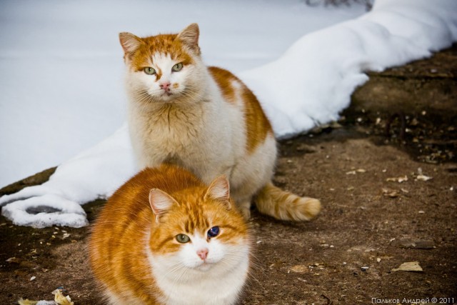 Котовторник - С праздником, котоводы!