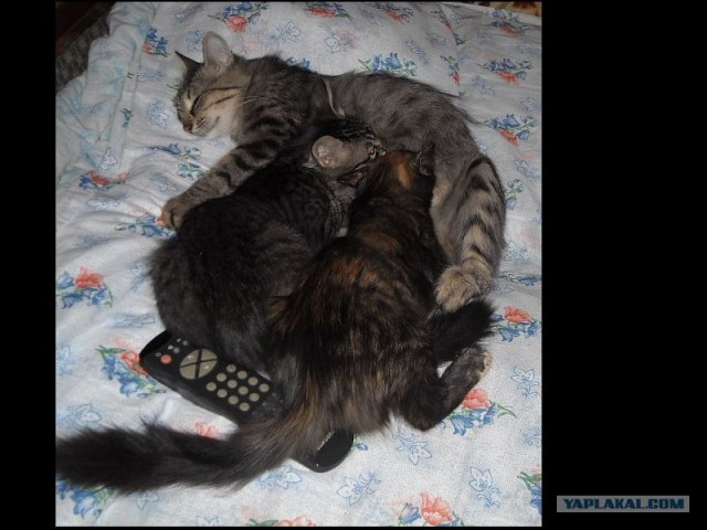 Десантный котовторник