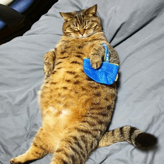Прикольных котов пост