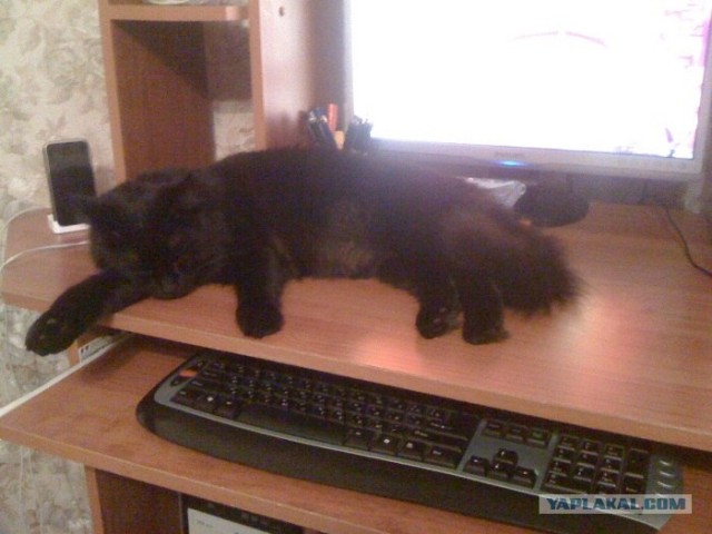 Котовторник (31.01.2012)