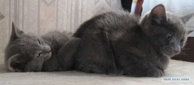 Котовторник (21.02.2012)