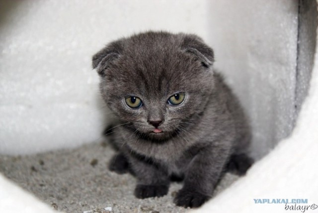 Котовторник! 13.03.2012