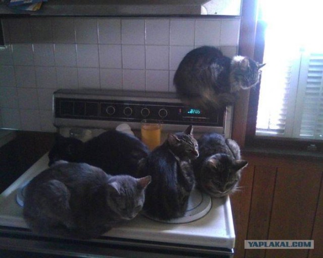 Котовторник  12. 06. 2012