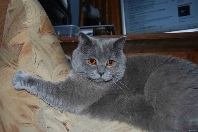 Котовторник 10. 07. 2012