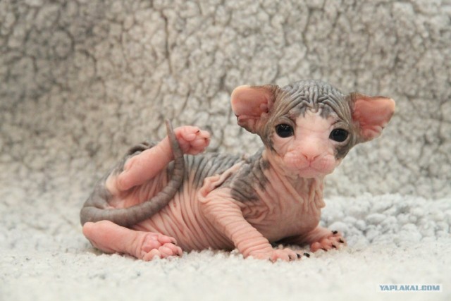 Сфинксики...