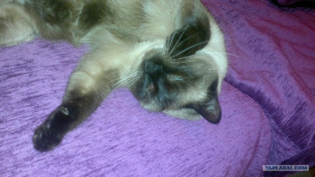 Котовторник 30.10.2012