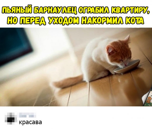 Забавные фото котеек