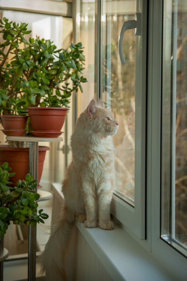 Котовторник ! (12.03.19)