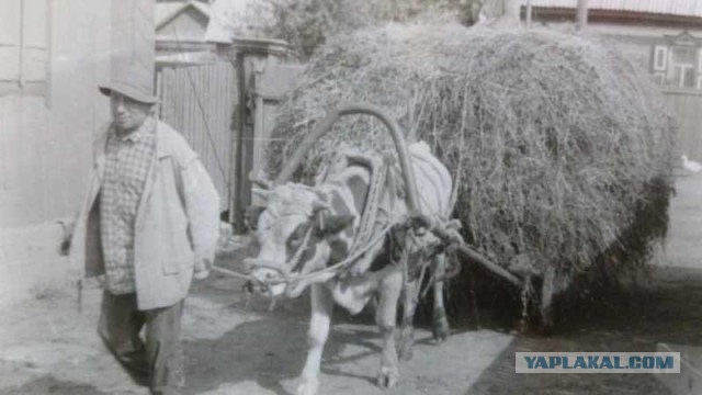 Каникулы в деревне