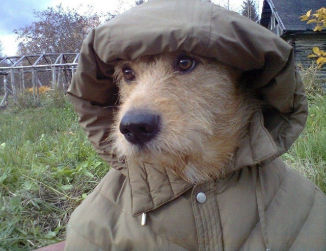 Живность из сети