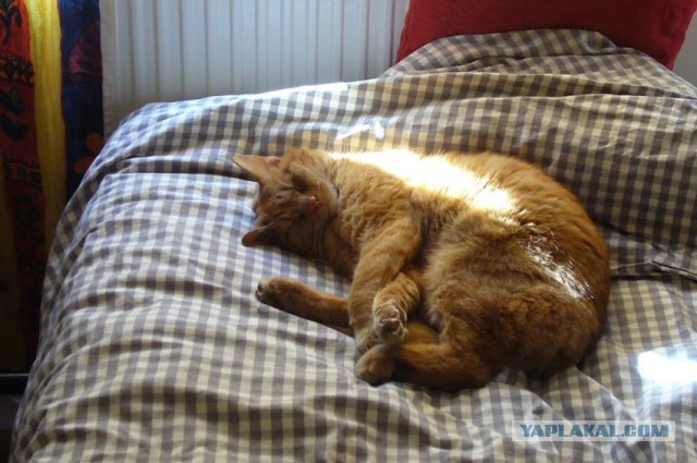 8 основных законов котиков