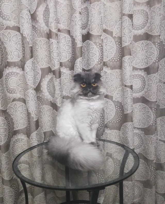 ̶К̶о̶р̶о̶н̶  Котовторник!