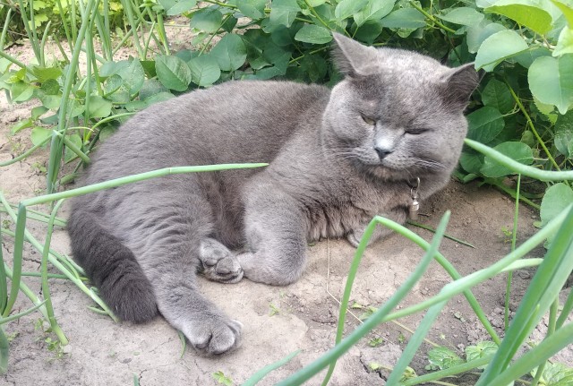 Ну, с котовторником!