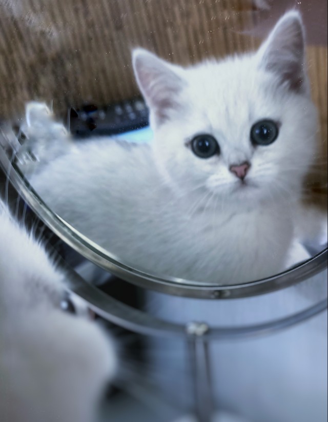Не на всякого кота гравитация может воздейстовать! Им вообще плевать на законы физики