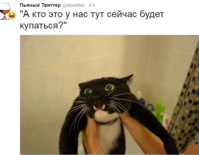 Смешные коты 18.08.20
