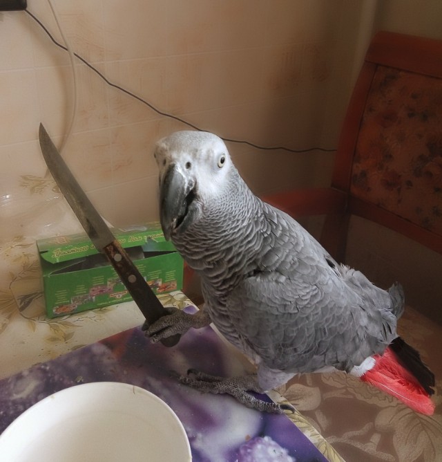 Кеша