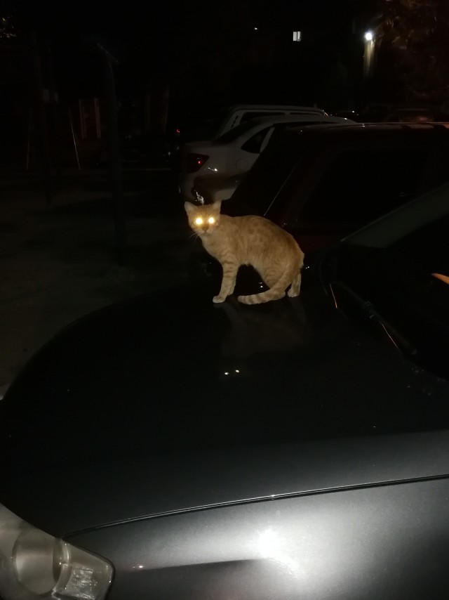 Котовторник.