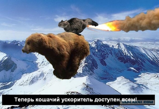 Летающий медведь