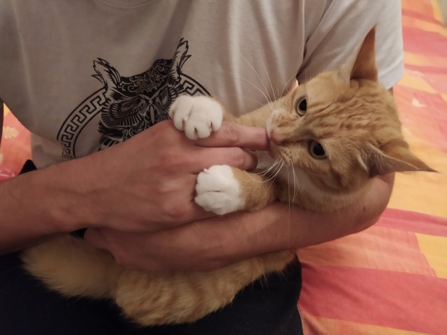 Котовторник 13.10.2020