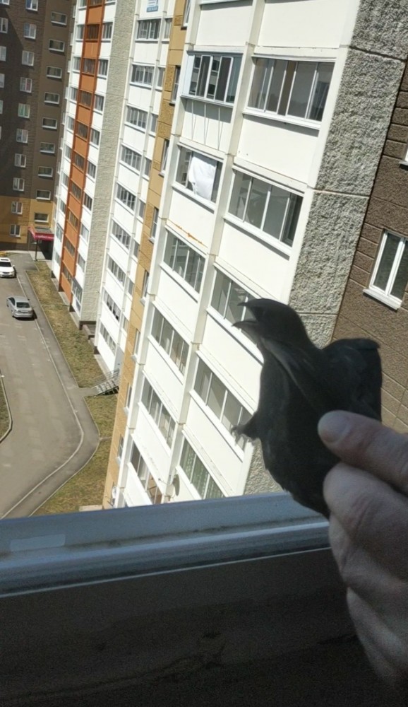 Внезапная утренняя гостья