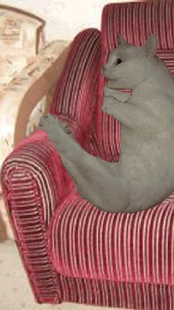 Котэ-креведко