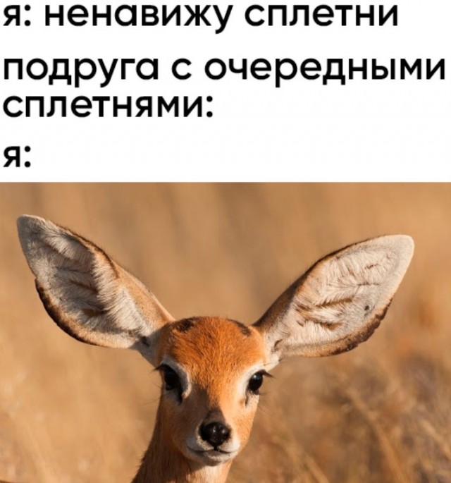 Весёлый полтишок 19.03