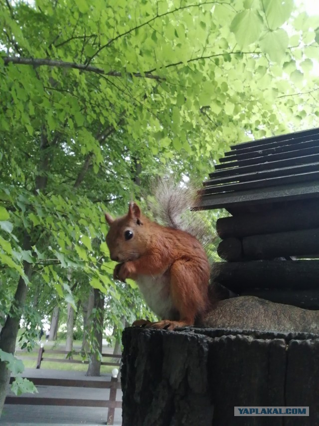 Дал попить белке