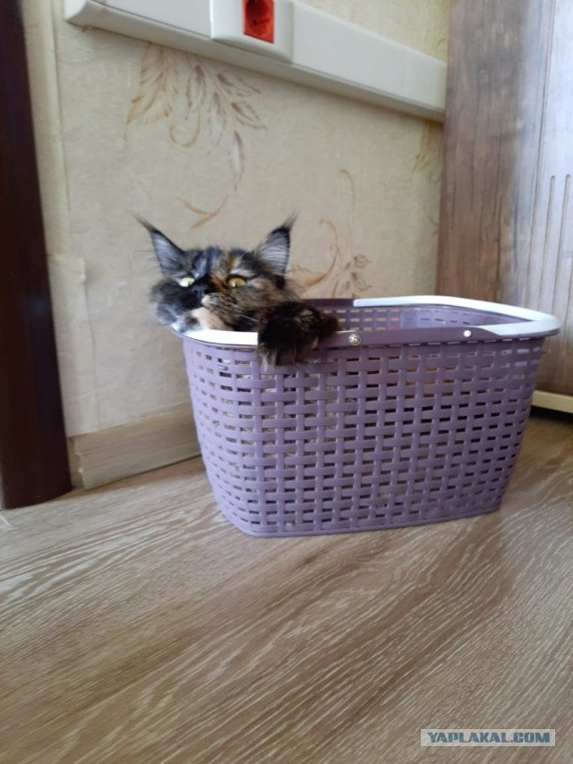 Котовторник же!