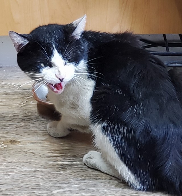 Даешь котовторник!