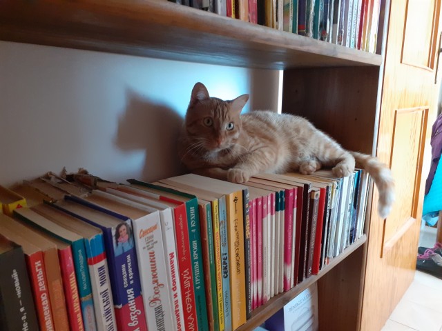 Которник