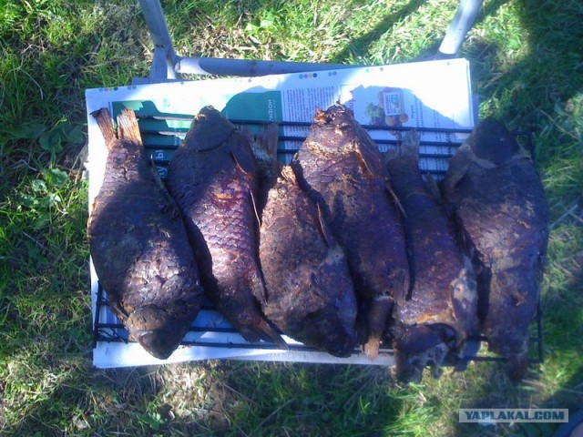 Все из рыбы!