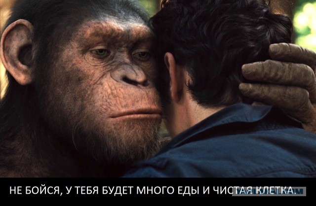 А вот и дежурная коронопугалка подъехала