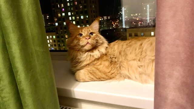 Котовторник (свои добавляем)